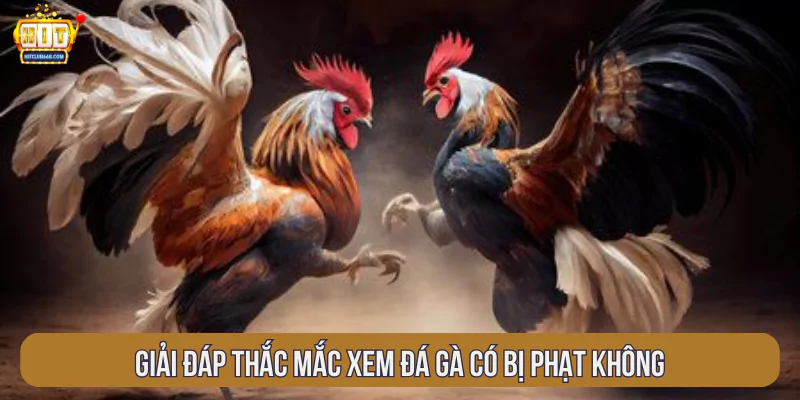 Giải đáp thắc mắc xem đá gà có bị phạt không