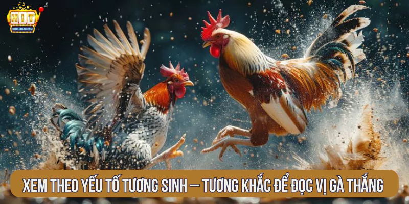Xem theo yếu tố tương sinh – tương khắc để đọc vị gà thắng